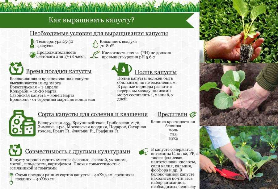 Особенности выращивания дайкона в россии. сроки посадки и уход