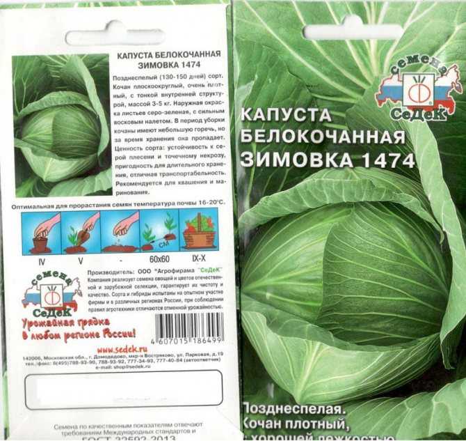 Капуста зимовка: описание, особенности выращивания и ухода за сортом, фото