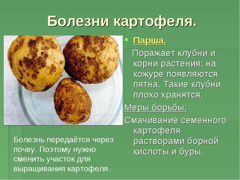 Инсектицид искра двойной эффект: инструкция по применению