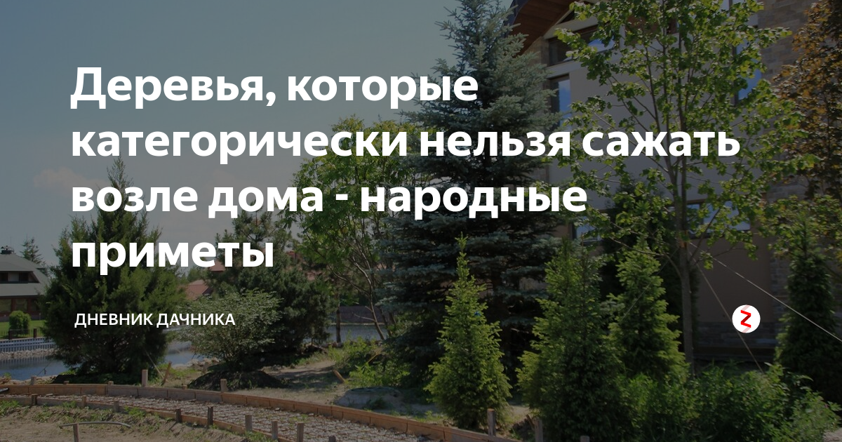 Почему сажать березу возле дома — плохая примета