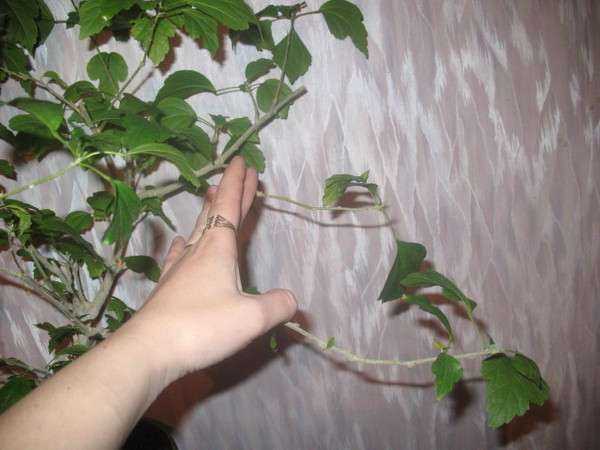 Ухаживание за гибискусом (hibiscus)
