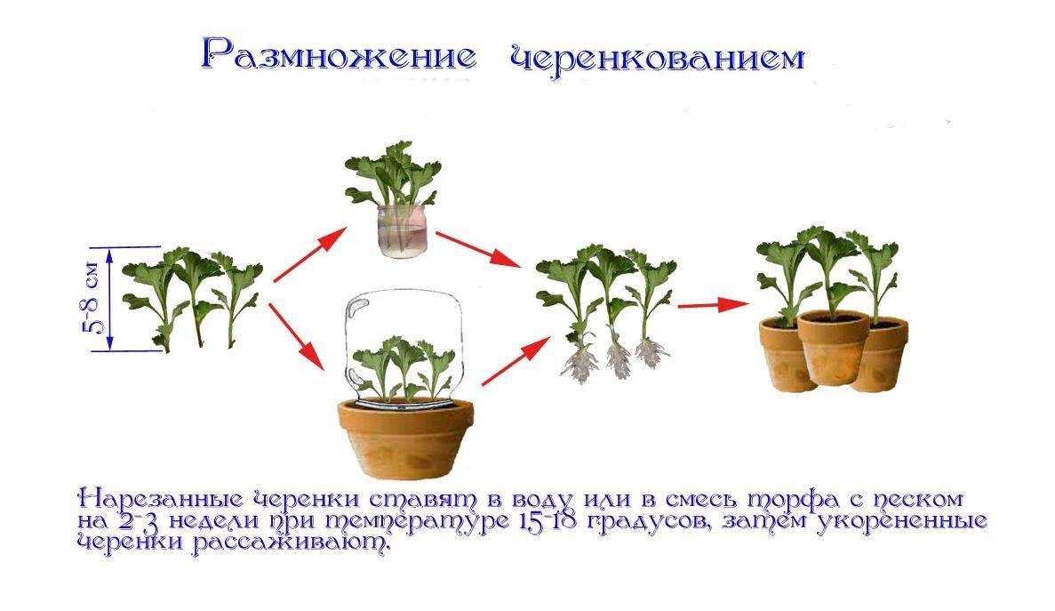 Герань садовая многолетняя — посадка и уход в открытом грунте