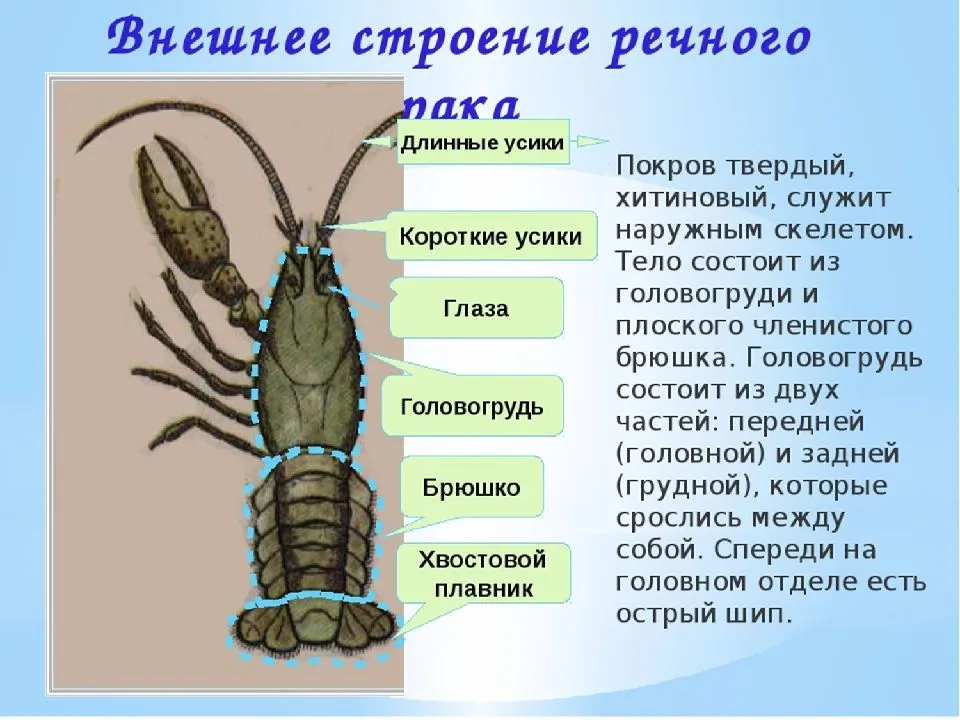 На каком рисунке изображено животное у которого нет наружного хитинового скелета