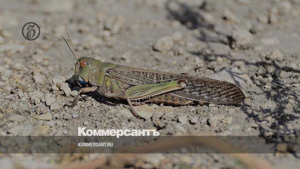 Методы борьбы с саранчой на даче