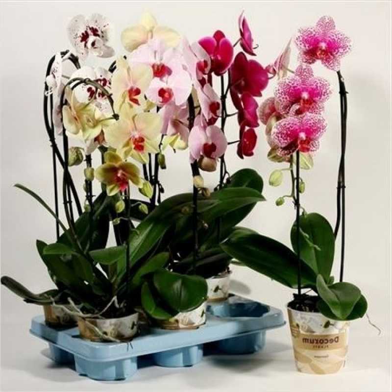 Орхидеи зимой как ухаживать. Орхидея фаленопсис Каскад микс. Орхидея фаленопсис микс. Phalaenopsis 1st Mix Extra. Decorum орхидеи.