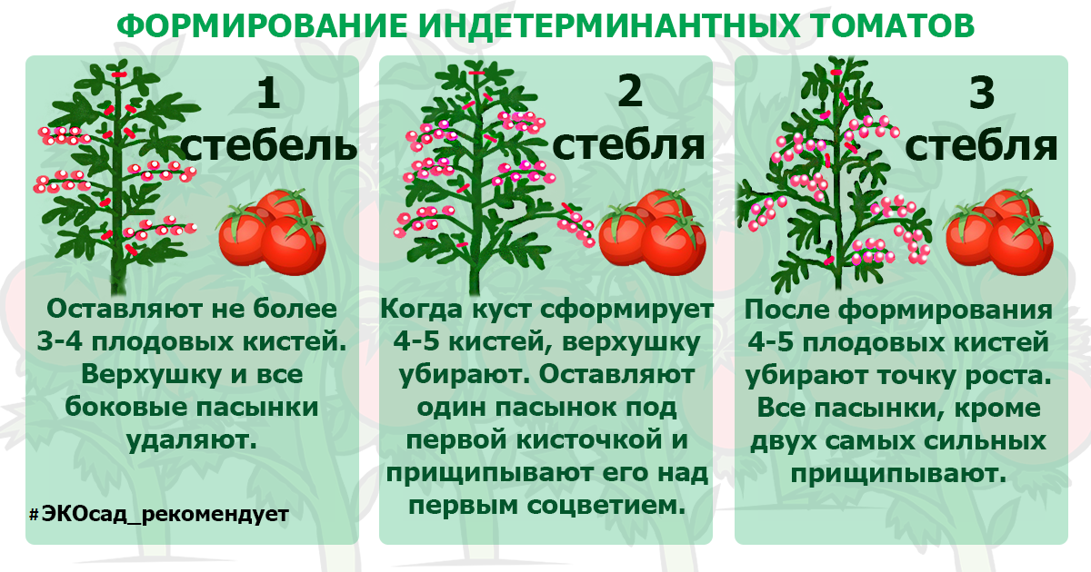 Стойкий сорт томатов — гордость сибири: полное описание помидоров и особенности их выращивания