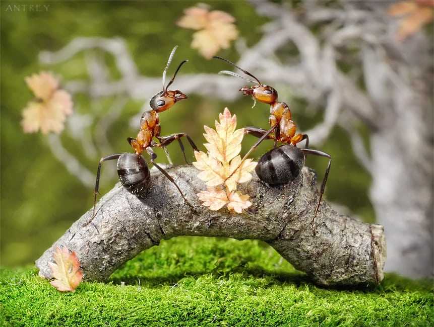 Смертоносные челюсти муравья-дракулы — самый быстрый природный двигатель: 320 километров в час