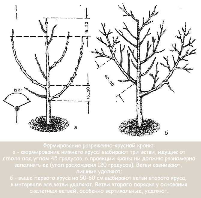 Схема формирования яблони