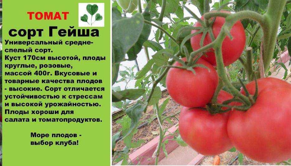 Характеристика и описание сорта томата малиновое виконте, его урожайность
