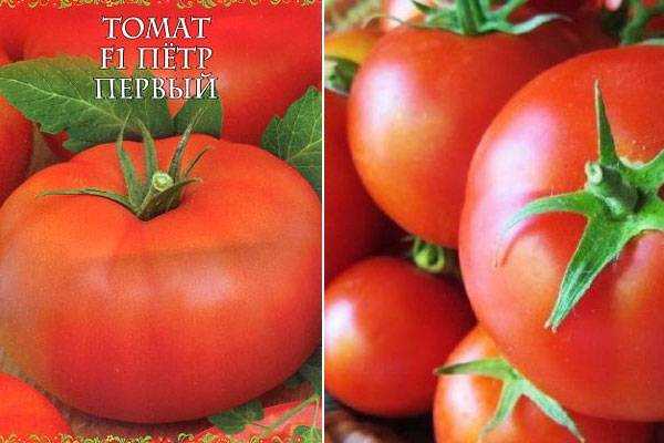 Ранние сорта томатов: обзор 100 лучших сортов с фото и описанием