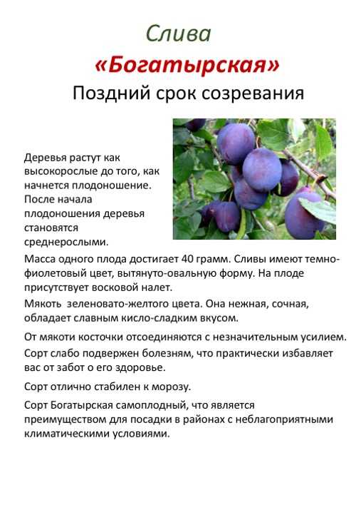 Слива "богатырская": описание сорта и его фото, характеристики и особенности выращивания selo.guru — интернет портал о сельском хозяйстве