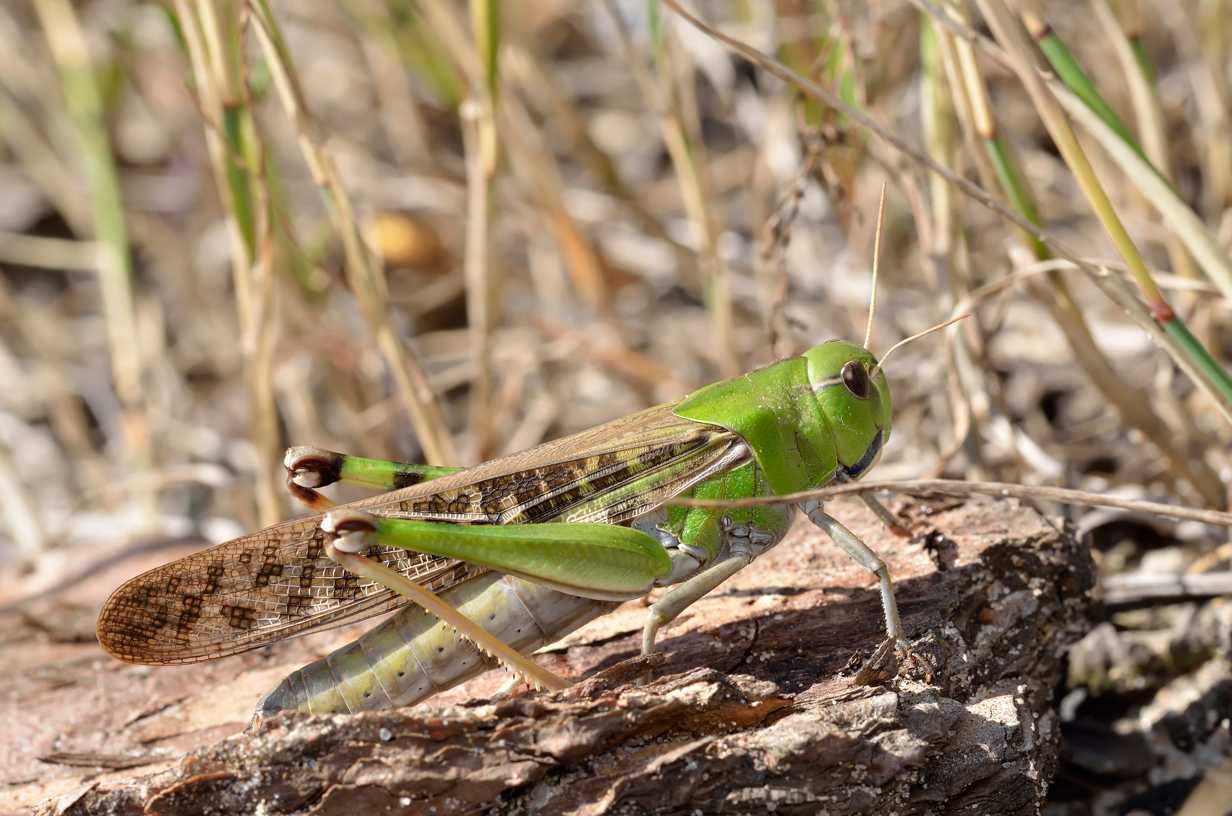 Саранча Перелетная locusta migratoria