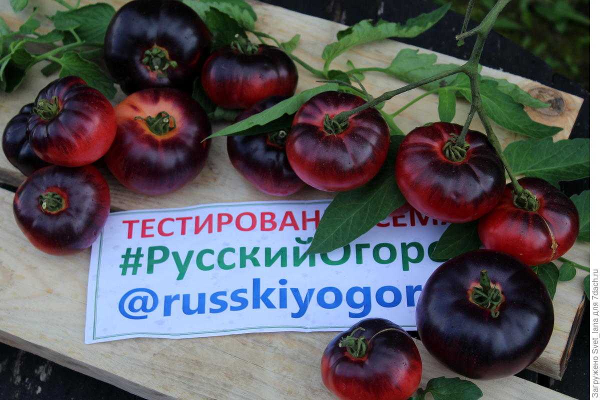 Томат лазурный гигант: отзывы, характеристика и описание сорта, фото
