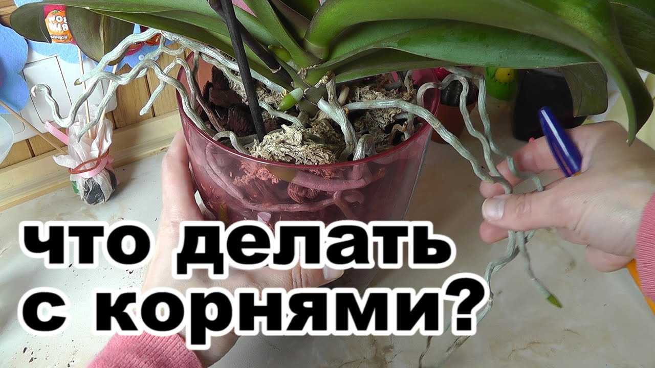 Как реанимировать орхидею, если сгнили корни: способы