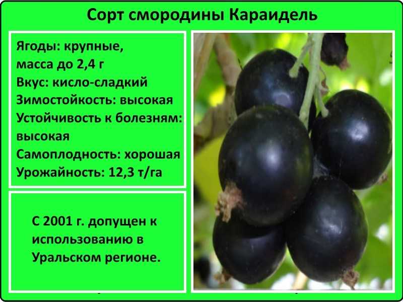 Смородина селеченская и селеченская-2: описание сортов