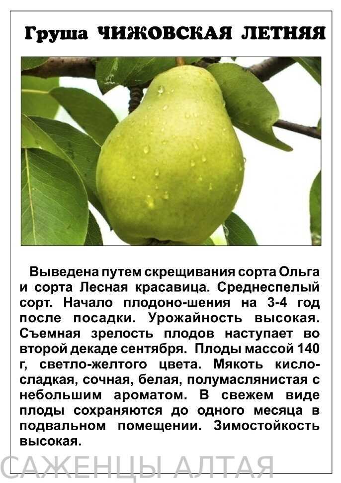 Груша чижовская: описание сорта, достоинства и недостатки, лучшие опылители, характеристика плодов, сроки и правила посадки, особенности ухода, отзывы