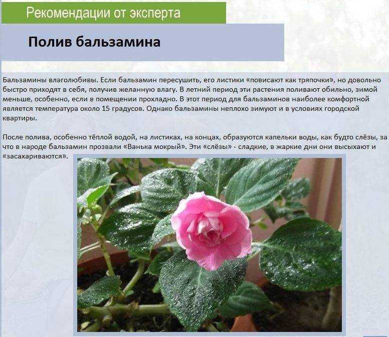 Бальзамин цветок фото и описание
