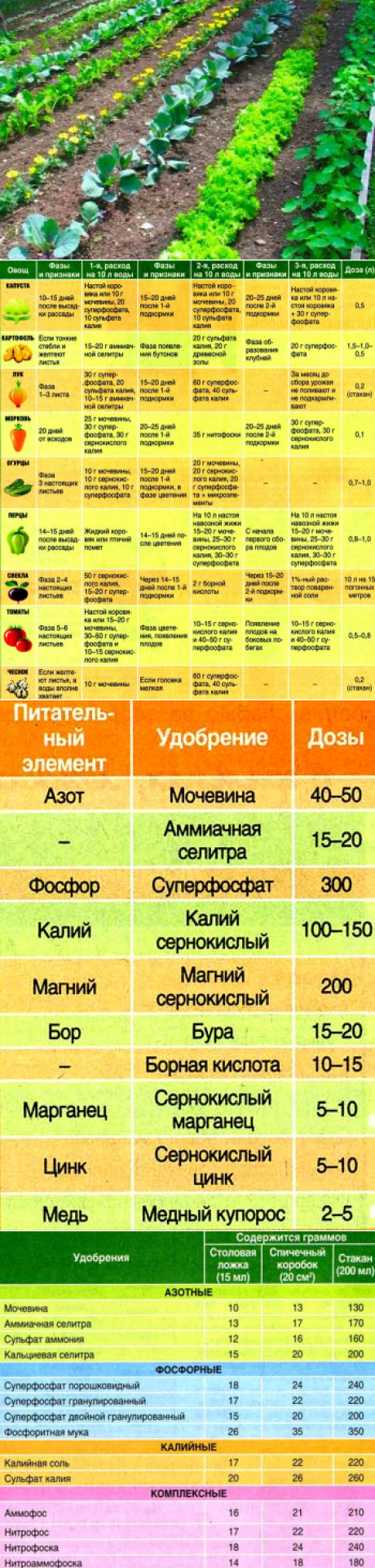 Схема подкормки растений в огороде