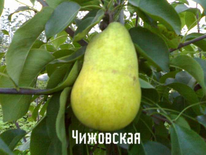 Груша чижовская. описание сорта, фото, опылители, морозостойкость, отзывы