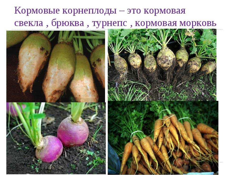 Корнеплоды