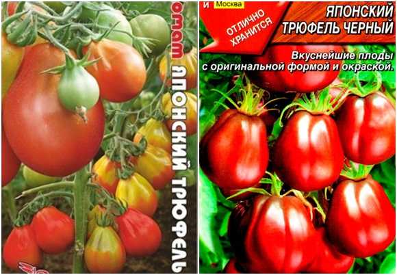 Японский трюфель: особенности томата, отзывы и описание агротехники