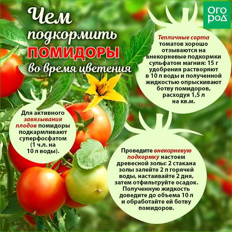 Подкормка томатов в теплице и открытом грунте: чем подкормить, лучшие удобрения для помидор