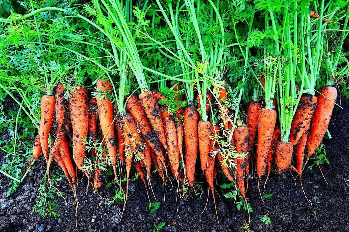 Как определить, когда убирать морковь с грядки на хранение