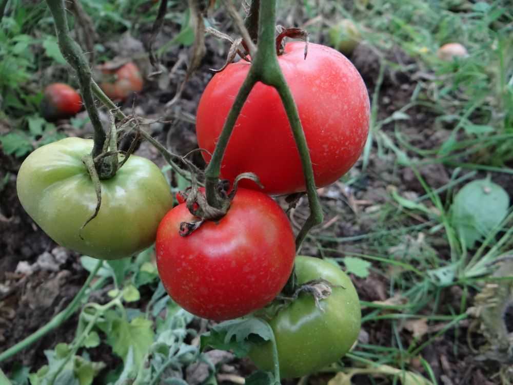 Описание и характеристики томатов сорта взрыв, урожайность и выращивание