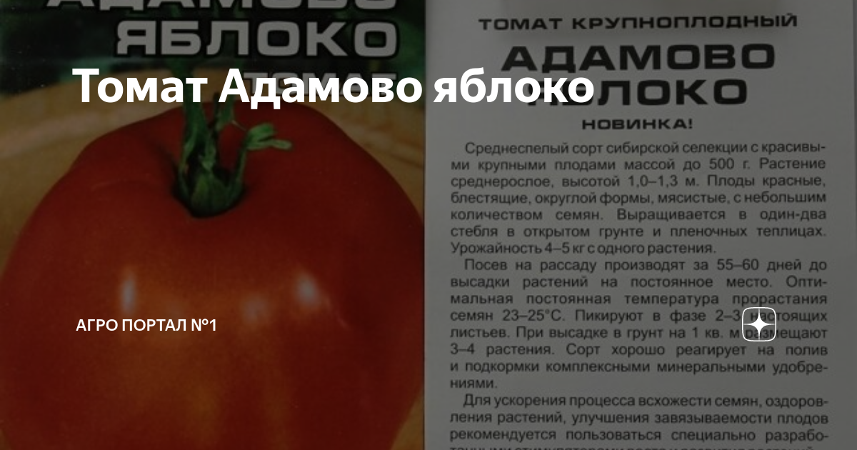 Вологодский скороспелый томат описание и фото