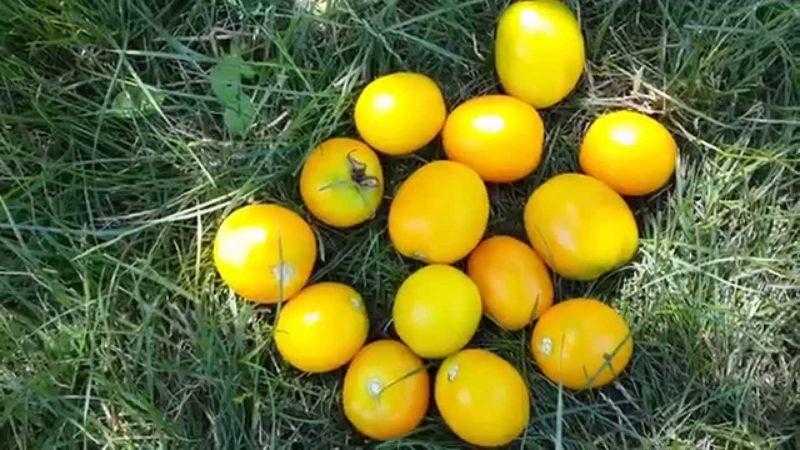 Сорта желтых томатов | tomatland.ru
