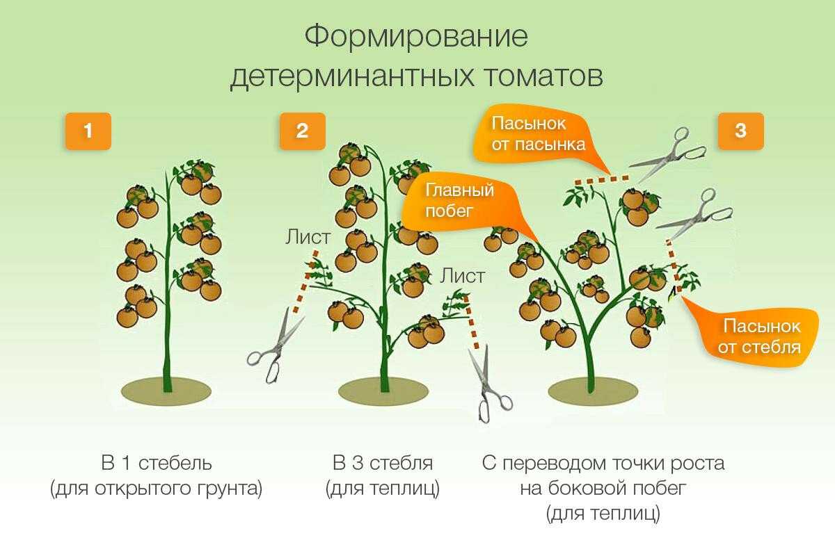 Выращивание томатов в горшках