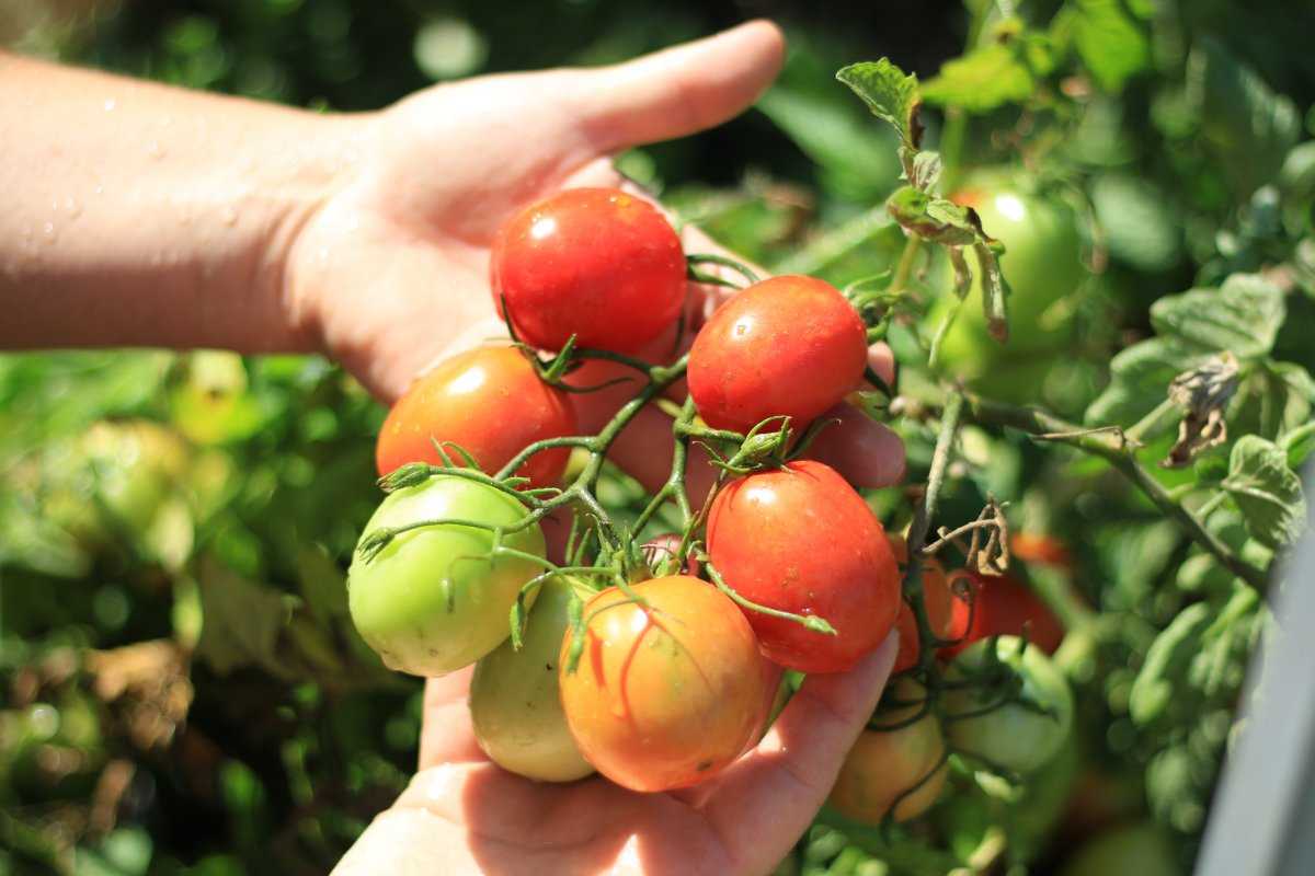 Сорт томатов санька с фото и описанием
