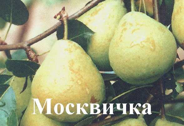 Фото груши москвичка фото и описание сорта