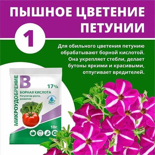 Подкормка петунии для пышного и обильного цветения. удобрения для рассады и цветения