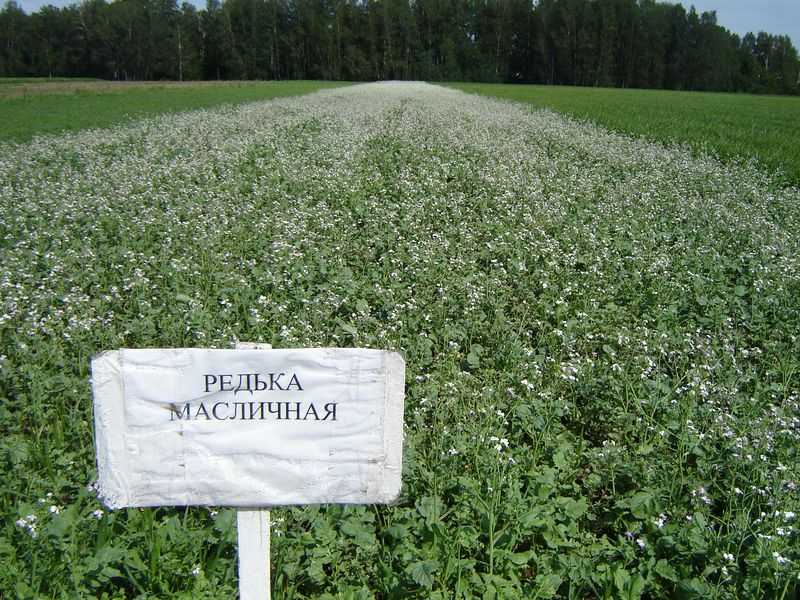 Масличная редька как сидерат: описание, когда сеять, технология возделывания, отзывы