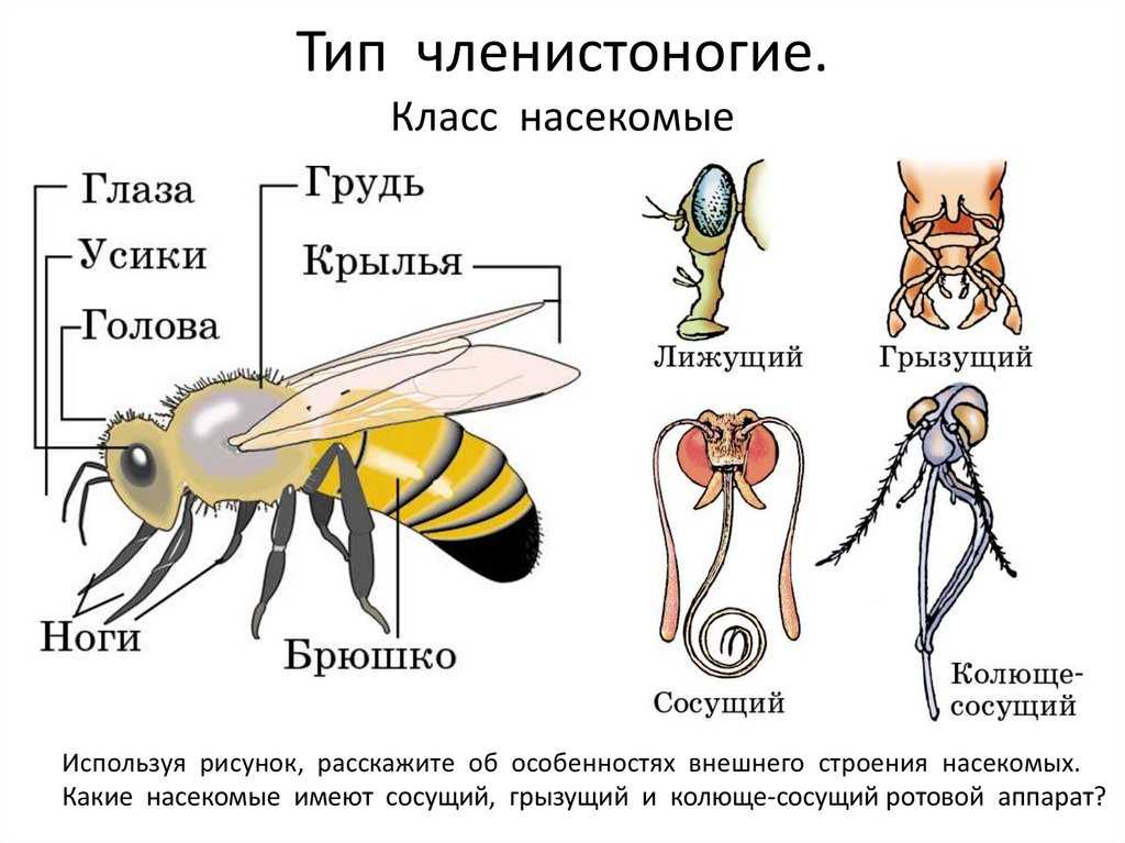 Проекты для 7 класса по биологии