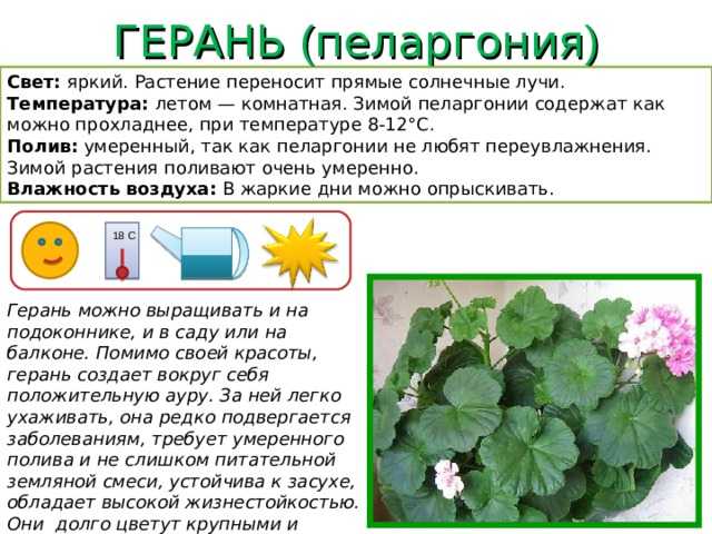 Когда стоит заносить герань с улицы домой, а также особенности пересадки цветка и последующий уход в зимний период