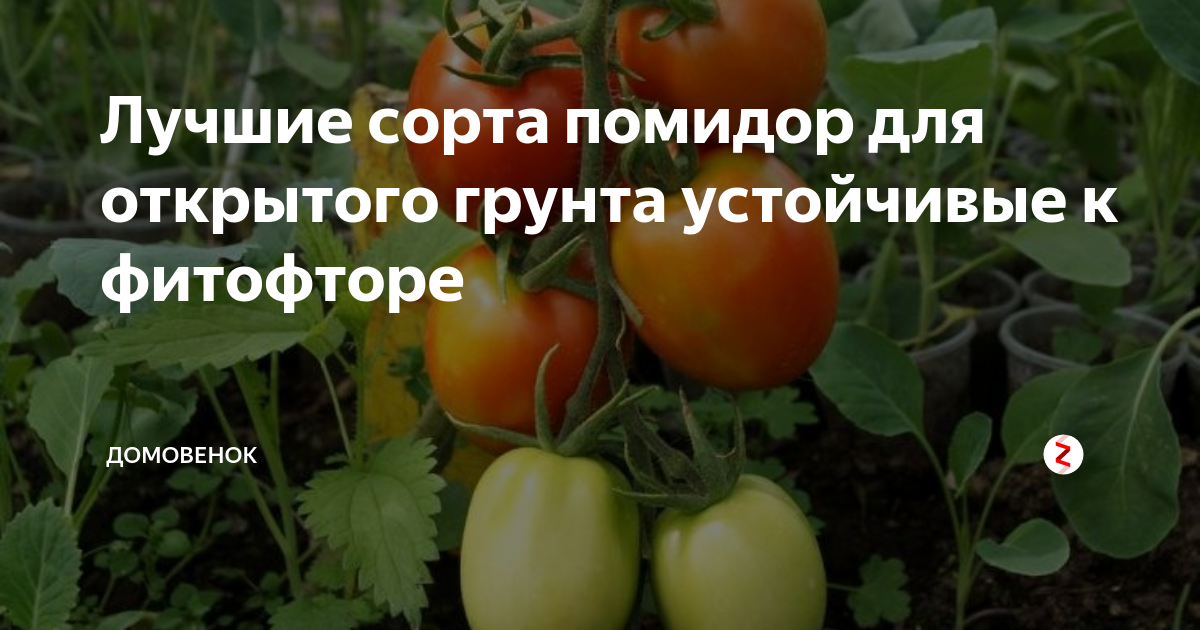 Подскажите сорта томатов, устойчивых к фитофторе