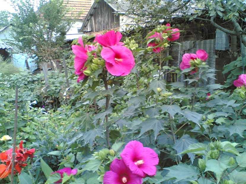 Ухаживание за гибискусом болотным/травянистым (hibiscus moscheutos)
