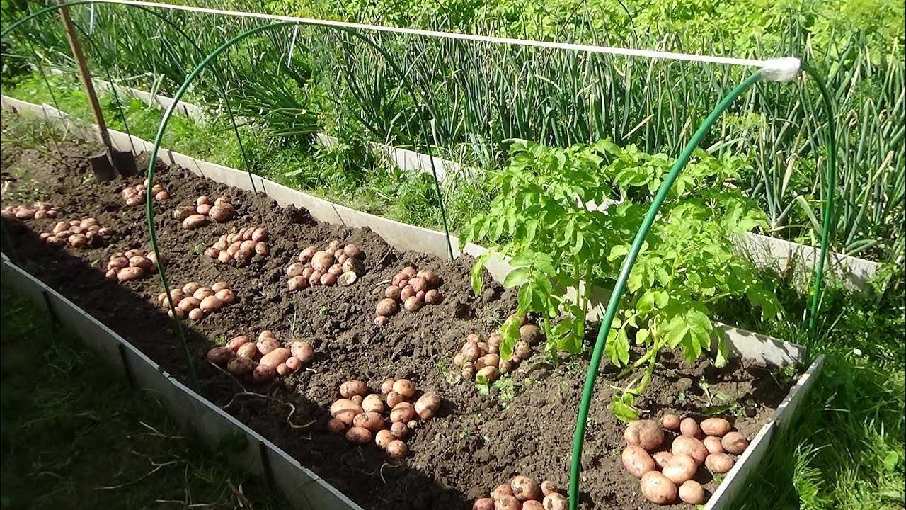 Как сажать картофель: сроки, способы, подготовка клубней и почвы