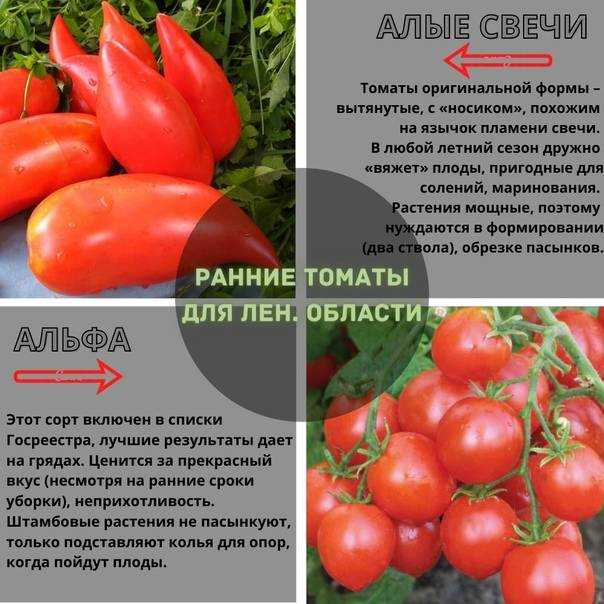 Помидоры Метелица Отзывы Фото
