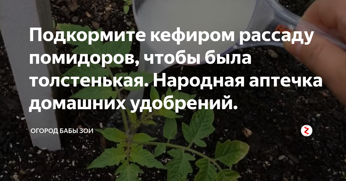 Чем подкормить помидоры после высадки в грунт: нюансы первой подкормки, когда можно кормить и список лучших весенних удобрений