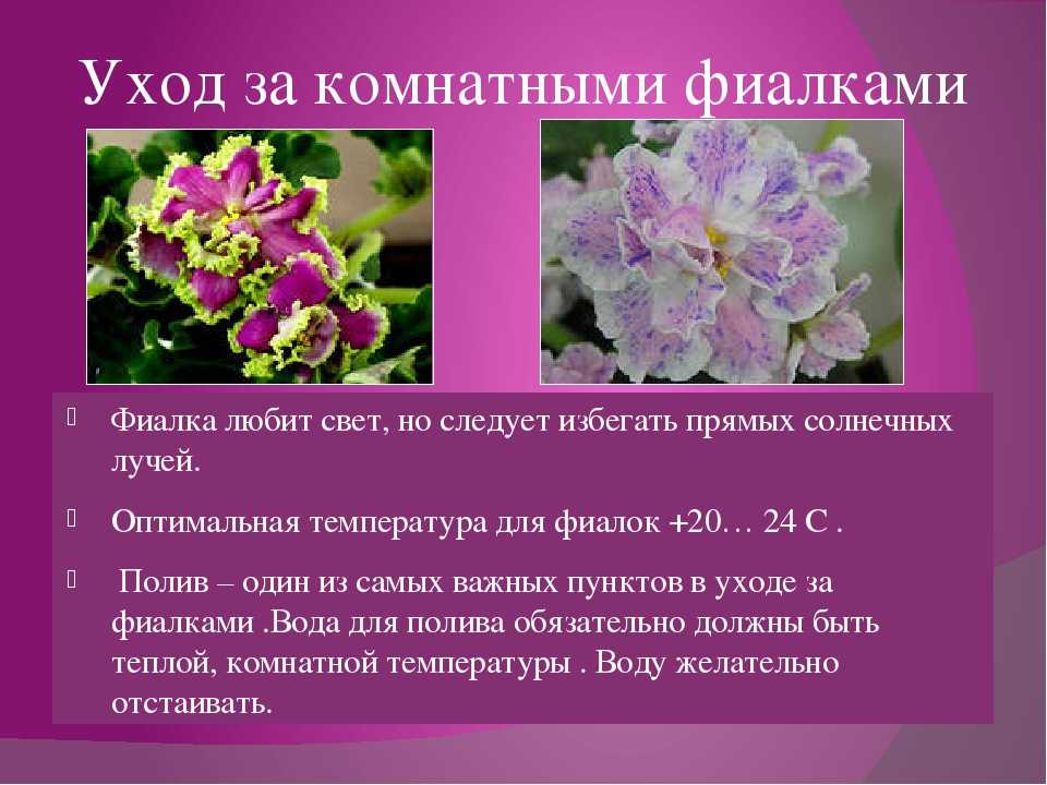 Краспедия: особенности выращивания и ухода оригинального сухоцвета | огородник