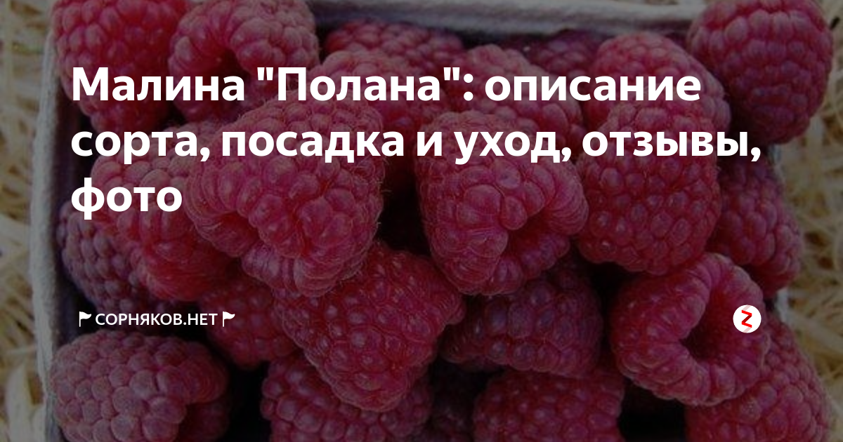 Малина полана: фото, описание сорта, урожайность с одного куста