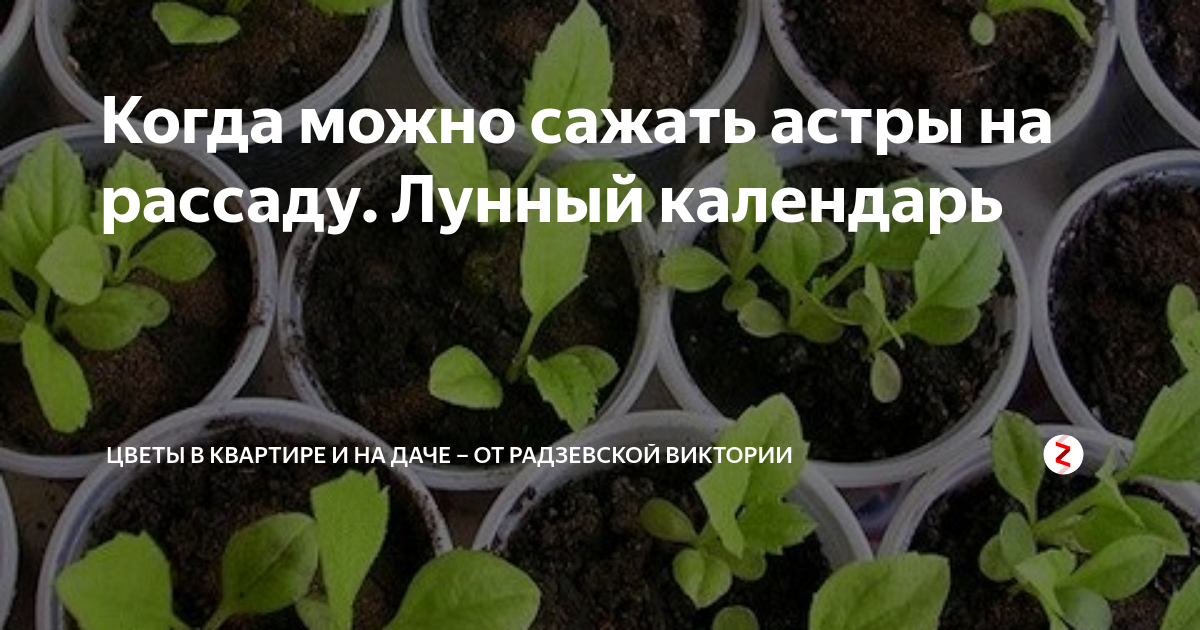 Астры: посадка и уход в открытом грунте, выращивание из семян