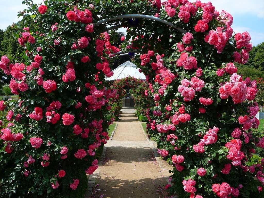 Роза плетистая флорентина rose climber florentina - дневник садовода parnikisemena.ru
