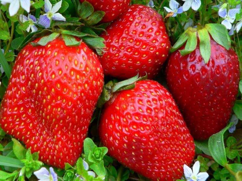 Клубника искушение: описание сорта, отзывы, фото