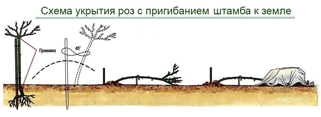 Как сформировать штамбовую розу схема для начинающих