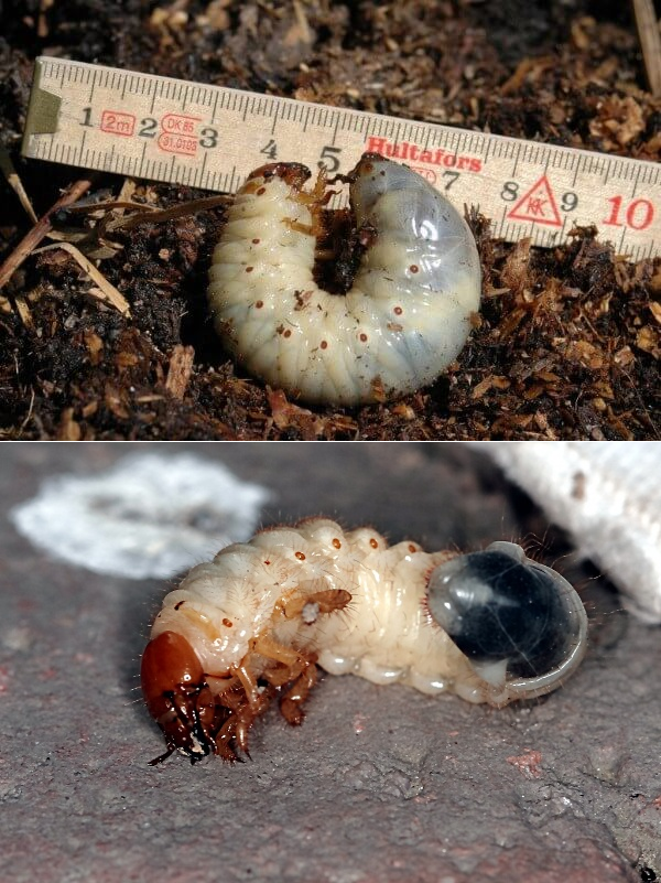 Основные отличия личинок майского жука и медведки. борьба с насекомыми, фото
