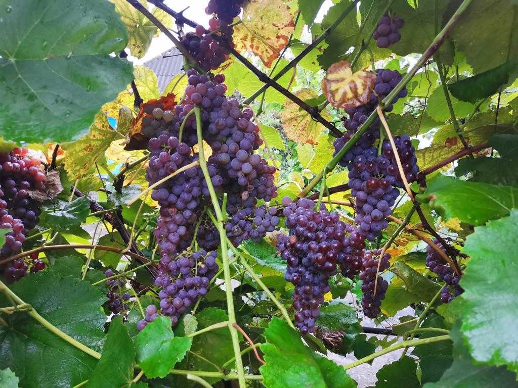 Виноград «рилайнс пинк сидлис»: описание сорта и особенности ухода